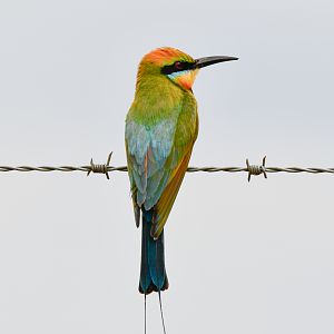 Rainbow Bee-eater