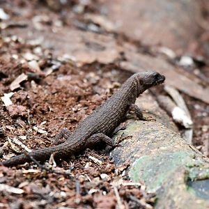 Prickly Forest Skink, Gnypetoscincus queenslandiae