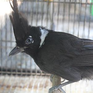 Black crested jayshrike (Platylophus galericulatus galericulatus)
