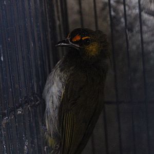 Orange-spotted bulbul (Pycnonotus bimaculatus bimaculatus)