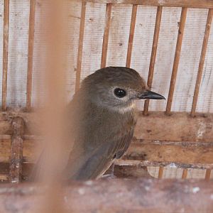 Fulvous-chested jungle flycatcher (Cyornis olivaceus olivaceus)