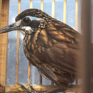 Javan large wren-babbler (Turdinus macrodactylus lepidopleura)