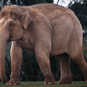 Asian Elephant