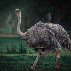 female ostrich