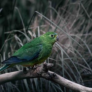 Orange Bellied Parrot
