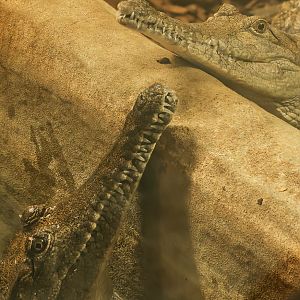 Freshwater crocodile : Crocodiles of the World : 26 Sep 2025