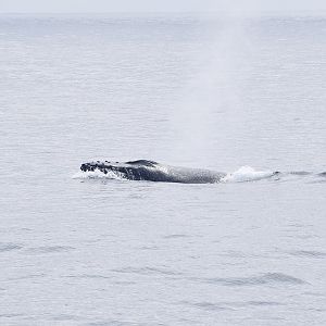 Humpback Whale (Megaptera novaeangliae) spouting