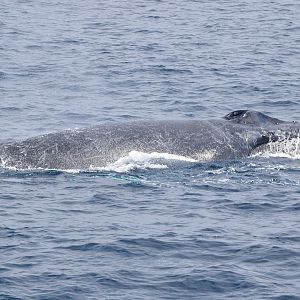 Humpback Whale (Megaptera novaeangliae)