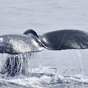 Humpback Whale (Megaptera novaeangliae) fluke