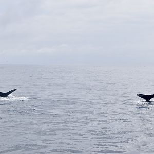 Double the Humpbacks (Megaptera novaeangliae)