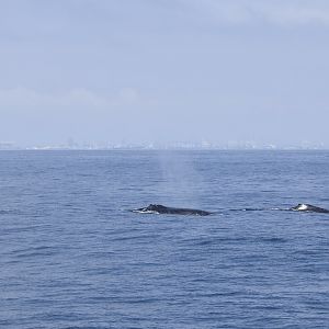 Triple the Humpbacks (Megaptera novaeangliae)