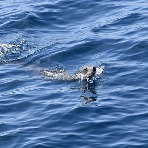 California Sea Lion (Zalophus californianus) female
