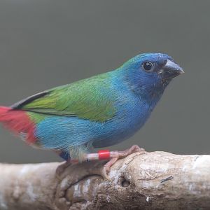 Tri-coloured Parrot Finch, Chester, UK