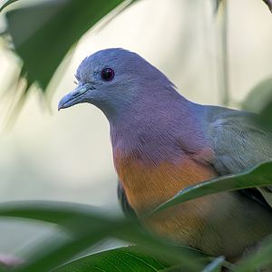 Pink Necked Green Pigeon, Chester, UK