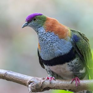 Superb Fruit Dove, Chester, UK