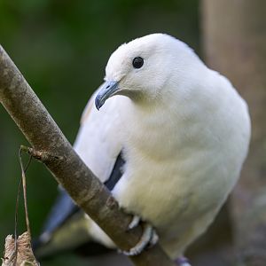 Pied Imperial Pigeon, Chester, UK