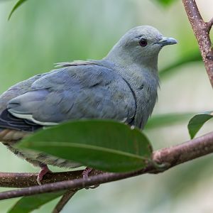 Pink Necked Green Pigeon, Chester, UK