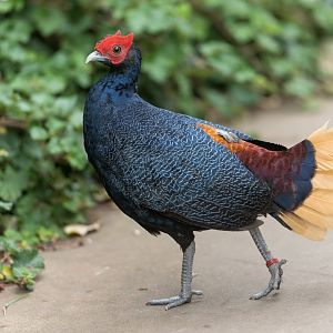 Malay Crested Fireback, Chester, UK