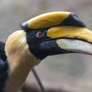 Great Hornbill, Chester, UK
