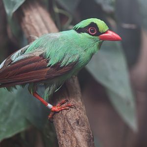 Javan Green Magpie, Chester, UK