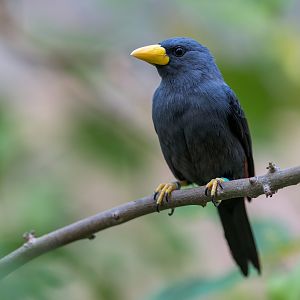 Grosbeak Starling, Chester, UK