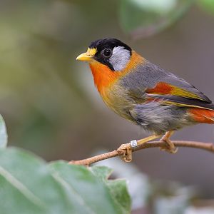 Silver Eared Mesia, Chester, UK