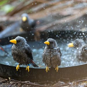 Grosbeak Starlings, Chester, UK