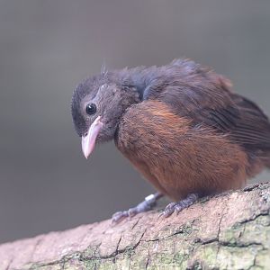 Brazilian Tanager, Juvenile, Chester, UK