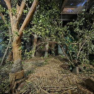 Slender-billed parakeet exhibit