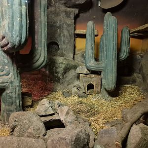 Humbolt's Hog-nosed Skunk exhibit