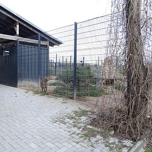 Wildkatzenzentrum Felidae - spotted hyena enclosure