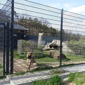 Wildkatzenzentrum Felidae - striped hyena enclosure