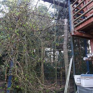 Wildkatzenzentrum Felidae - clouded leopard enclosure