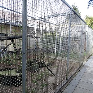 Wildkatzenzentrum Felidae - Egyptian mongoose enclosure