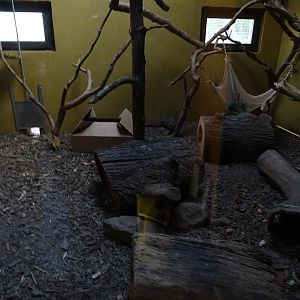 Wildkatzenzentrum Felidae - Egyptian mongoose indoor enclosure