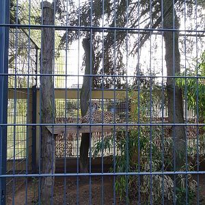 Wildkatzenzentrum Felidae - part of the cheetah enclosure