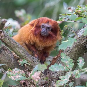 Golden Lion Tamarin, Chester, UK