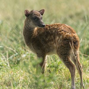 Philippine Spotted Deer Fawn, Chester, UK