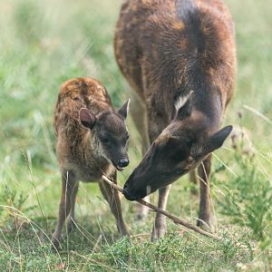 Philippine Spotted Deer, Chester, UK