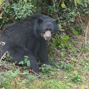 Andean / Spectacled Bear, Chester, UK