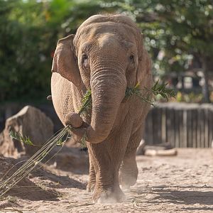 Asian Elephant, Chester, UK