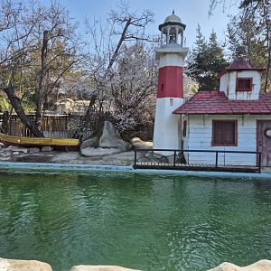 South American Fur Seal exhibit