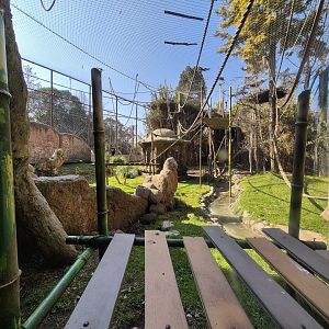 Orangutan exhibit