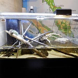 Chinese Water Dragon Exhibit - Itabashi Botanical Garden September 27, 2025