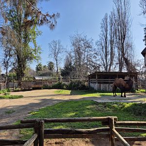 Bactrian camel exhibit