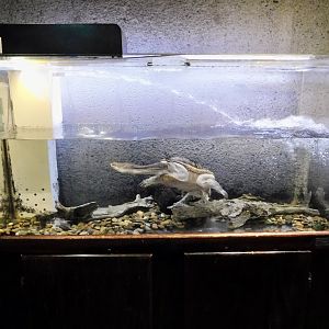 Northern Australian Snake-Necked Turtle Tank - Itabashi Botanical Garden September 27, 2025