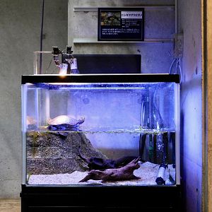 Red-bellied Short-necked Turtle Tank - Itabashi Botanical Garden September 27, 2025