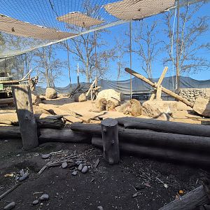 Hamadryas baboon exhibit