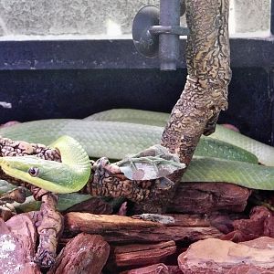 Rhinoceros ratsnake (Gonyosoma boulengeri) - Itabashi Botanical Garden September 27, 2025