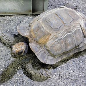 Burmese Black Forest Tortoise (Manouria emys) - Itabashi Botanical Garden September 27, 2025